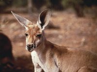 Kænguru, Australien