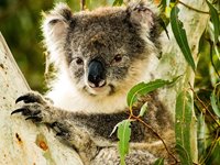 Koala i eucalyptustræ