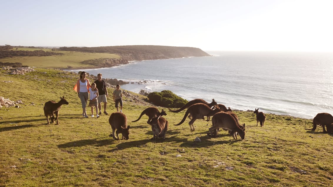 Kænguruer på Kangaroo Island