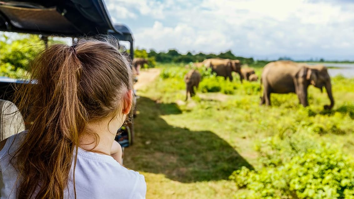 Spændende elefantsafari i Minneriya Nationalpark