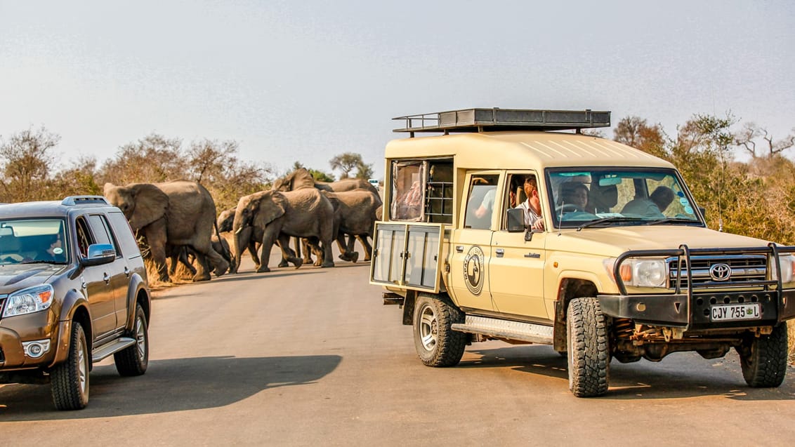 Gamedrive tur i Kruger Nationalpark