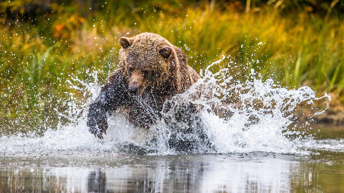 I det vestlige Canada kan du opleve masser af vilde dyr i naturen, bl.a. grizzly- og brunbjørne