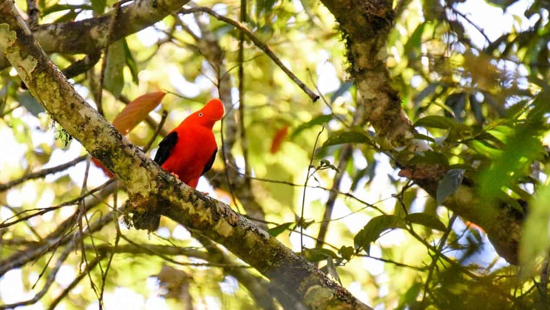 Perus nationalfugl den røde klippehane, som på engelsk kaldes The Cock of the Rock