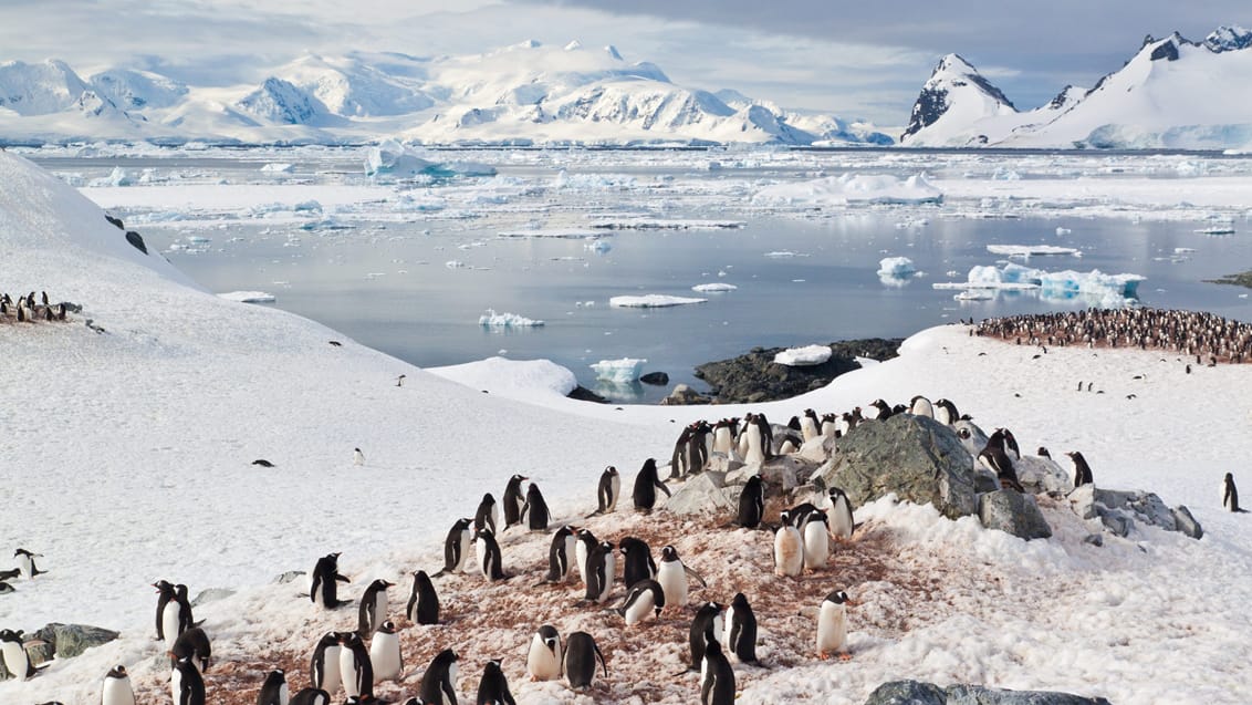 Pingviner, Antarktis