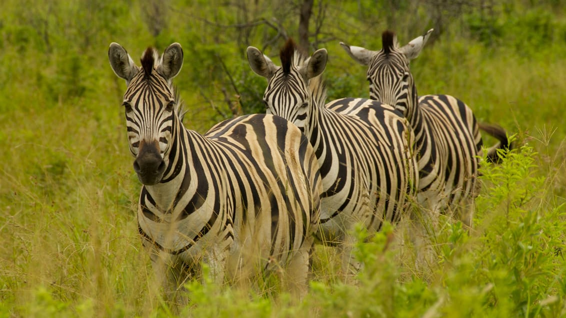 Sydafrika, Greater Kruger, safari