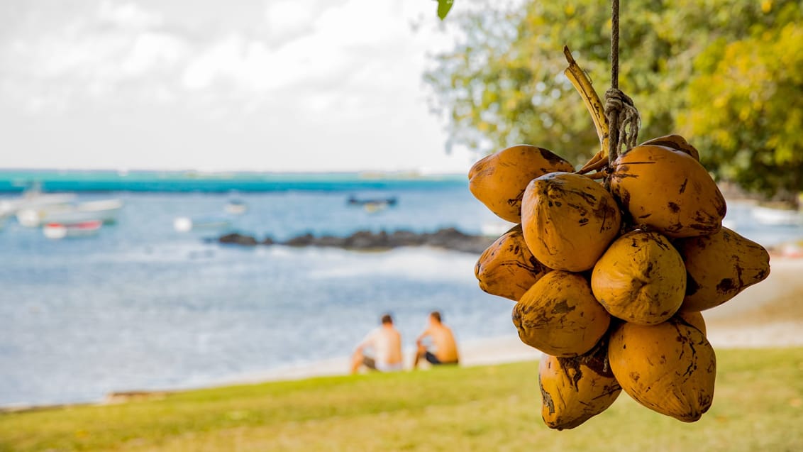 Kokosnødder på en af Mauritius mange strande