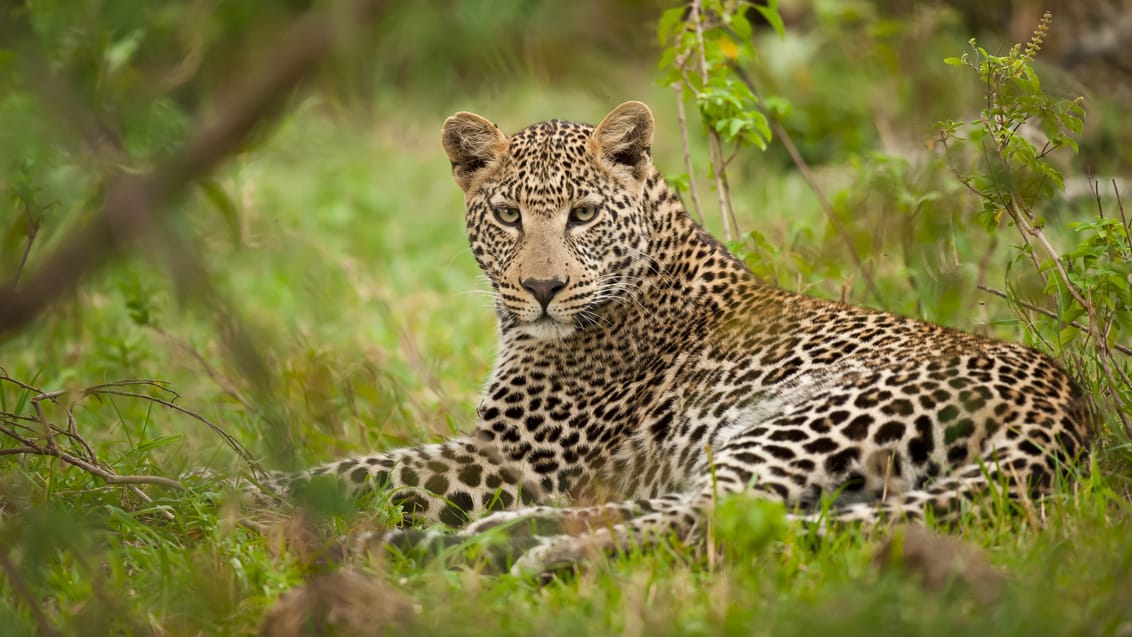 Safari i Masai Mara i Kenya