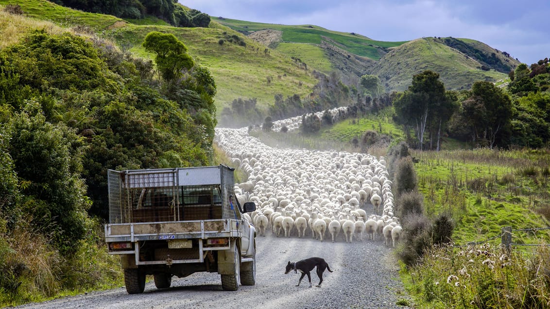 Med et Working holiday kan du både rejse og arbejde dig gennem New Zealand