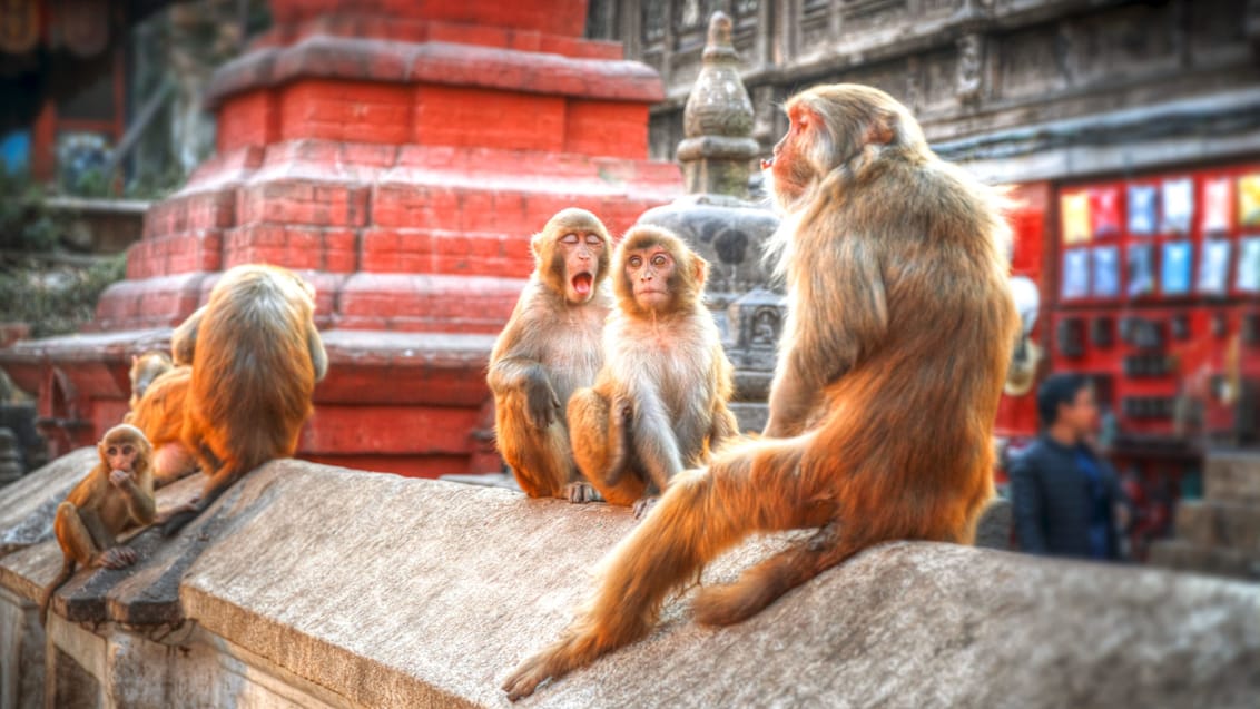 Det vrimler med aber ved Kathmandus 'abetempel', Swayambhunath