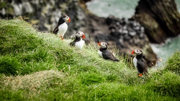 Vestisland - Snæfellsnes, Flatey & Vestfjordene