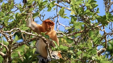 Næseabe i trætop, Borneo