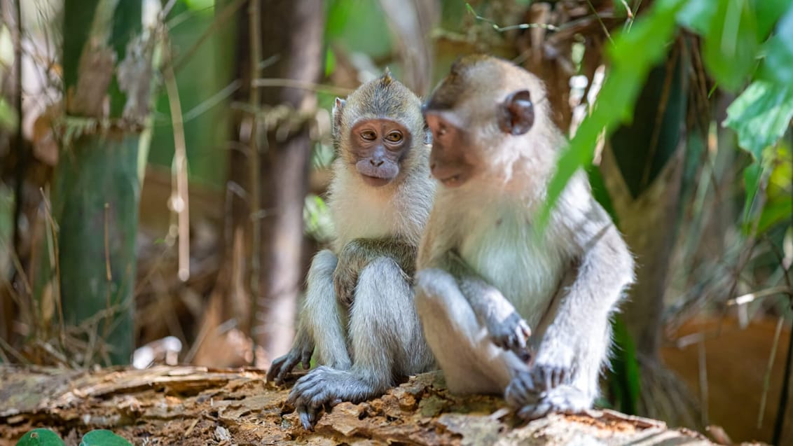 Aber i Khao Sok nationalpark