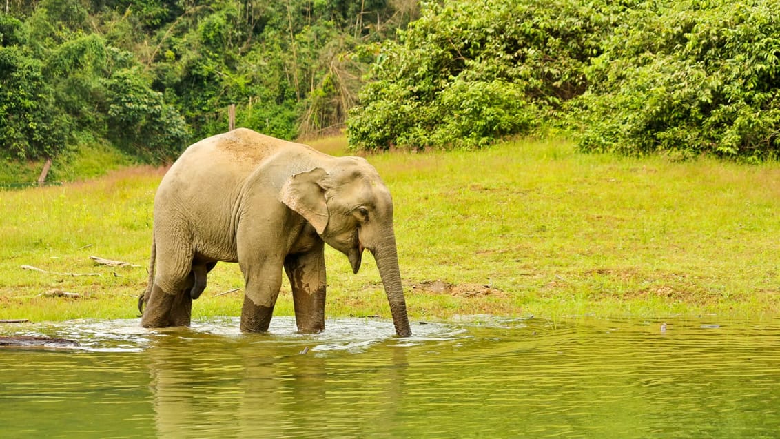 Elefant i Khao Sok nationalpark