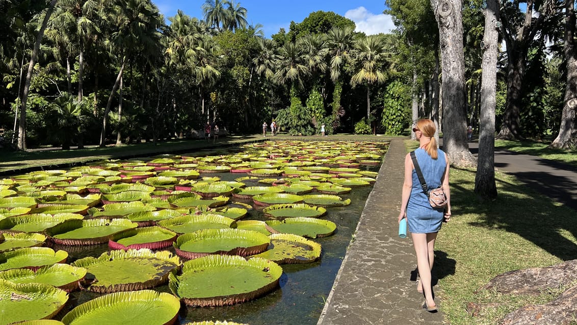 Den botaniske have i Port Louis, Mauritius