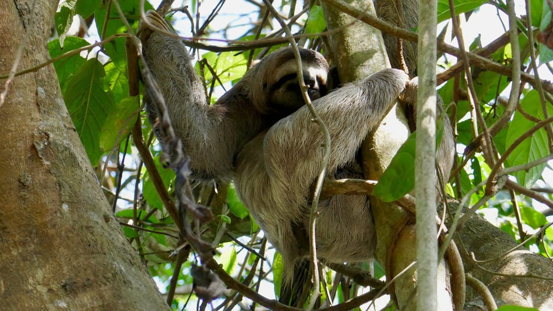 Dovendyr i Costa Rica