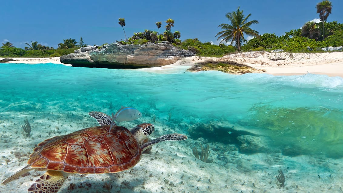 Strand i Tulum i Mexico