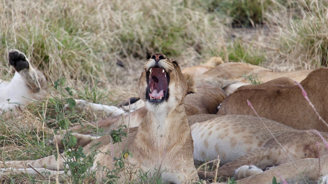 Løve_safari_Serengeti_Tanzania