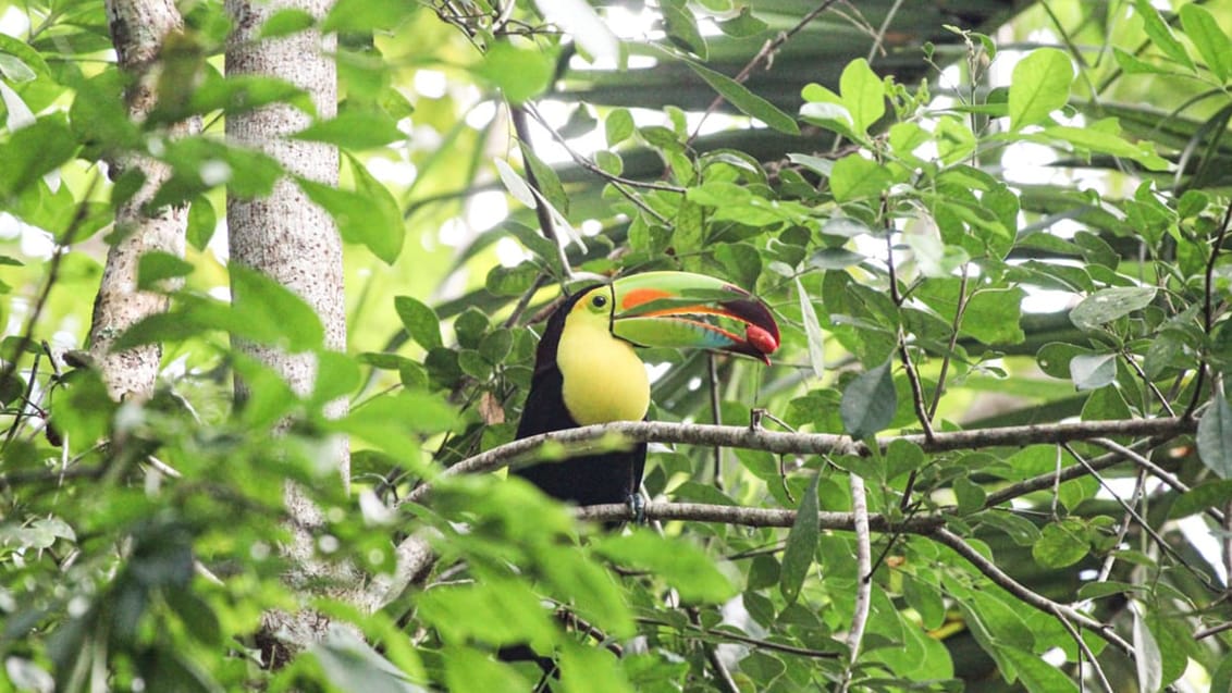 Tukan ved Tikal, Guatemala