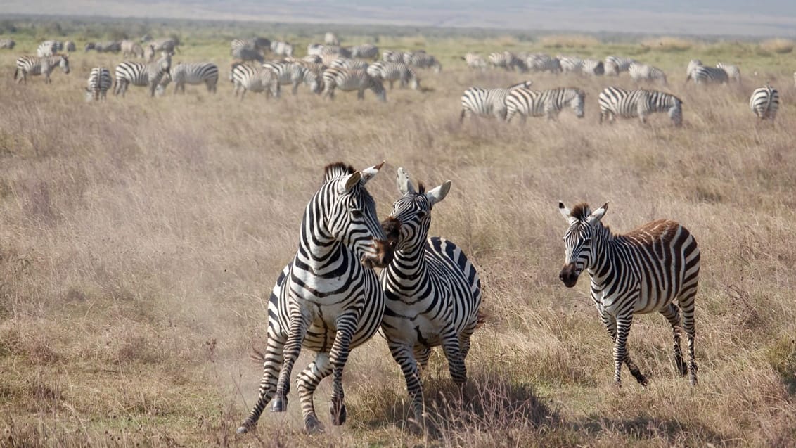 Zebraer_Safari_Tanzania