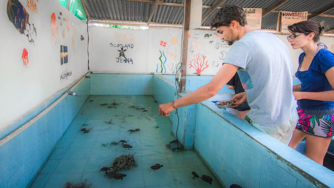 Frivilligt arbejde med skildpadder på Nusa Penida, Indonesien