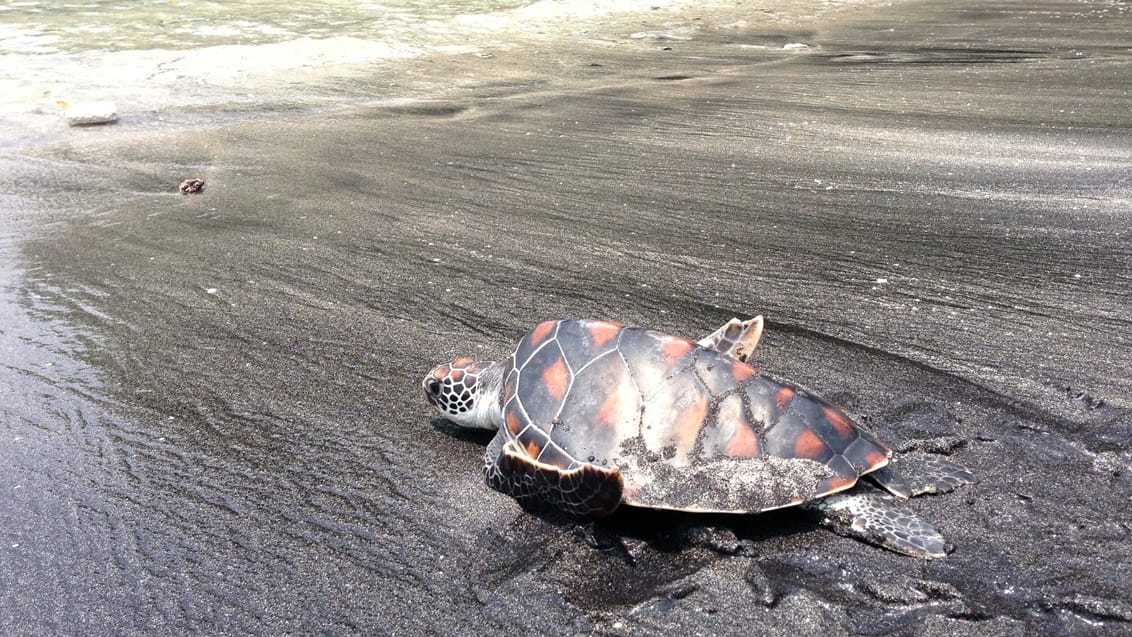 Frivilligt arbejde med skildpadder på Nusa Penida, Indonesien