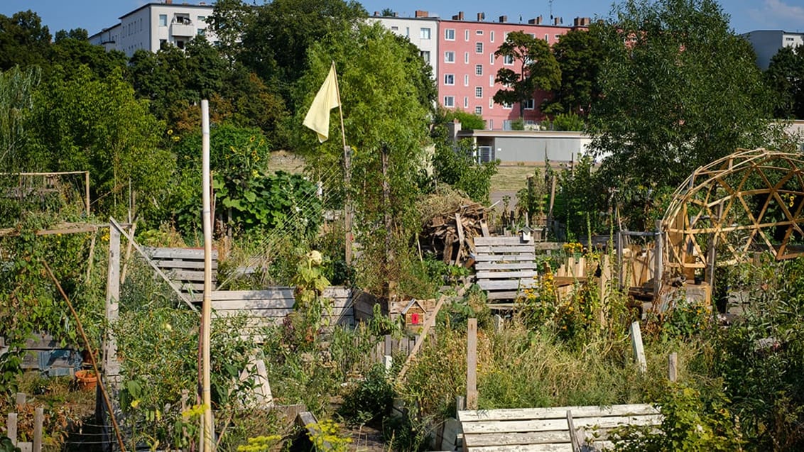 Rundt i Berlin findes flere byhaver, der er et besøg værd