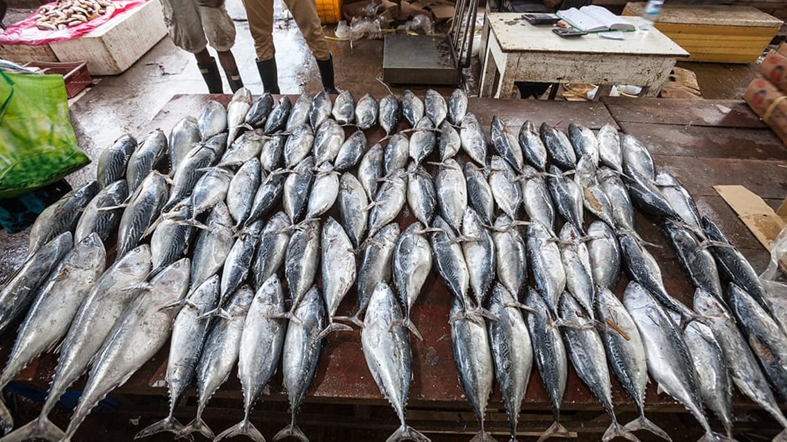 Fisk til salg på det populære fiskemarked i Negombo, Sri Lanka