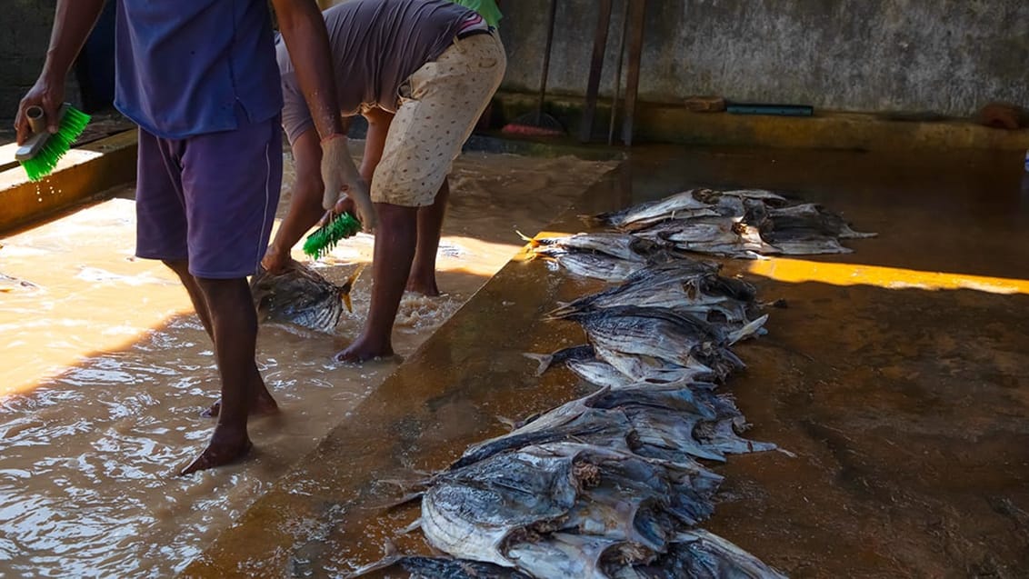 Det populære fiskemarked i Negombo, Sri Lanka