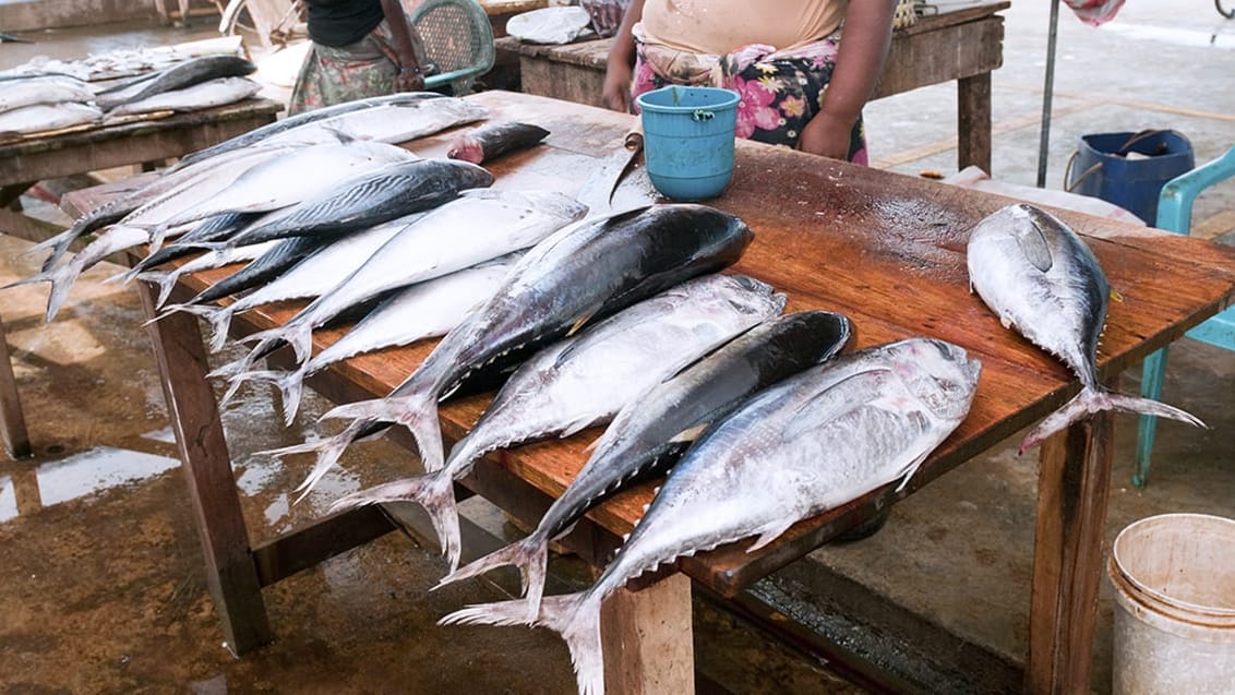 Det populære fiskemarked i Negombo, Sri Lanka