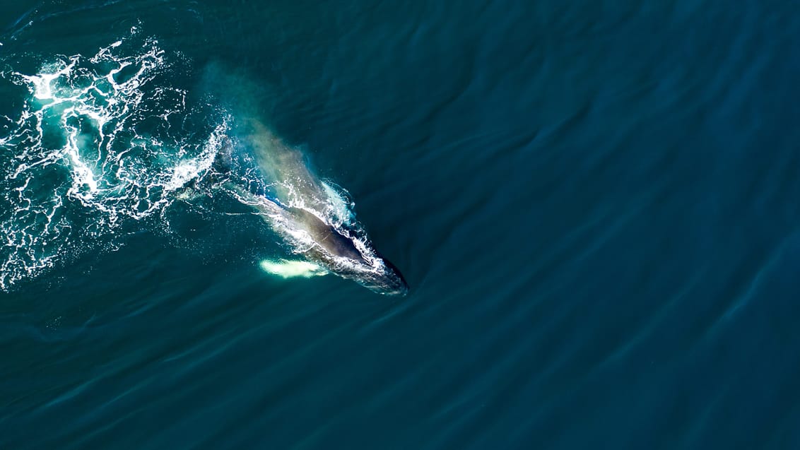 Vestisland - Snæfellsnes, Flatey & Vestfjordene