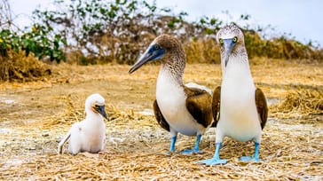 Galapagos - Det ultimative ø-hop