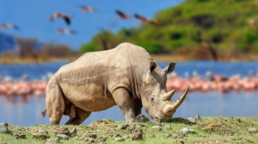 Nøsehorn og flamingo Kenya