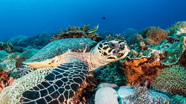 Havskildpadde, Nusa Penida, Indonesie