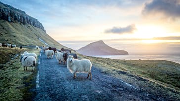 Tre-generationersrejse på Færøerne